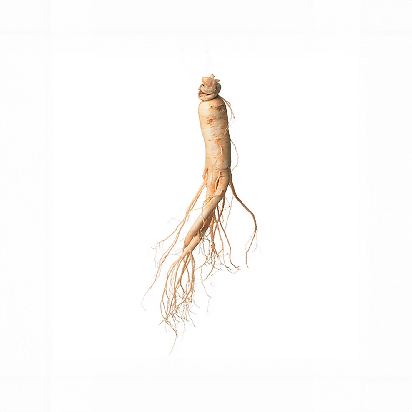 ginseng.jpg