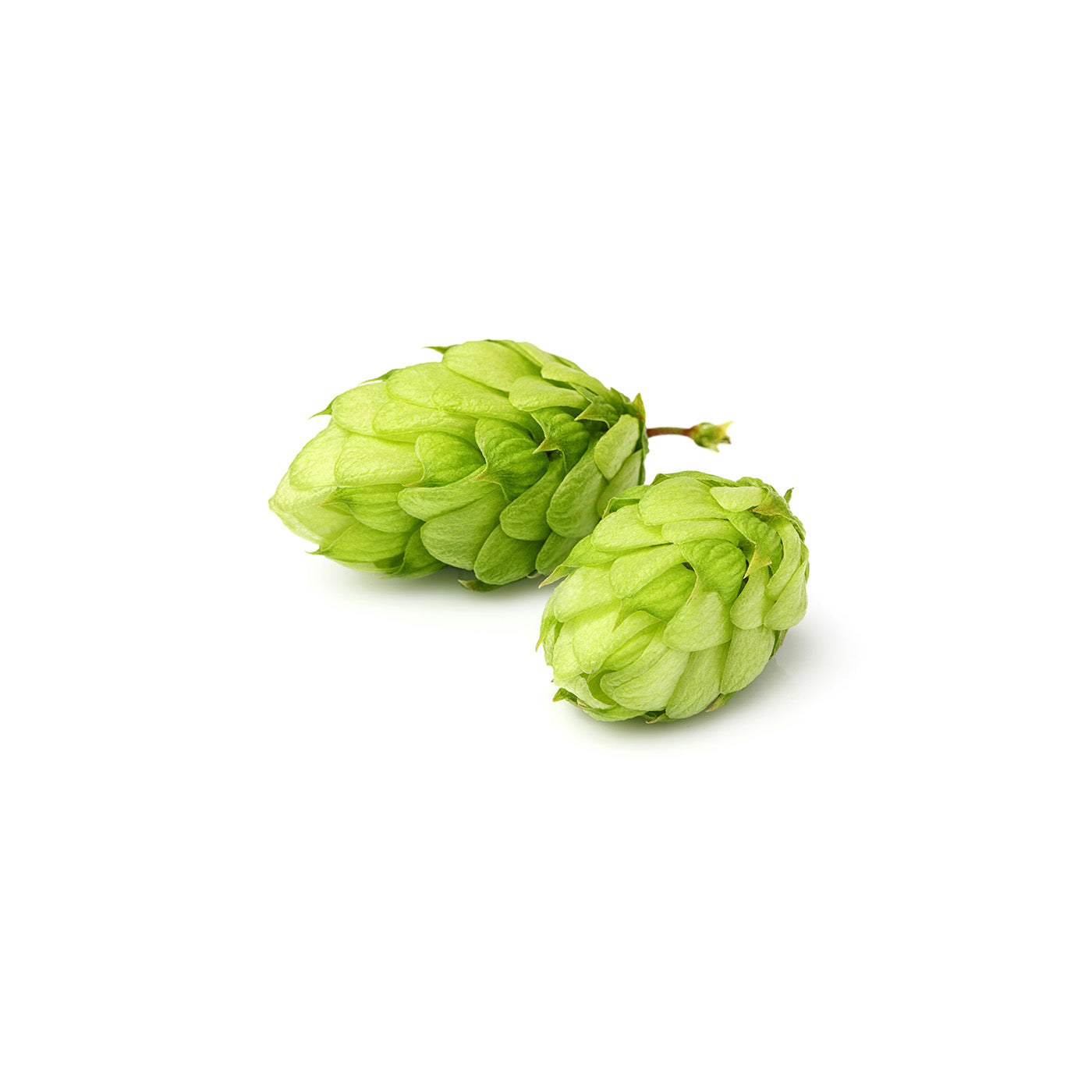 hops_ff59f3d7-1f2e-4900-b341-4576b7f75ec9.jpg