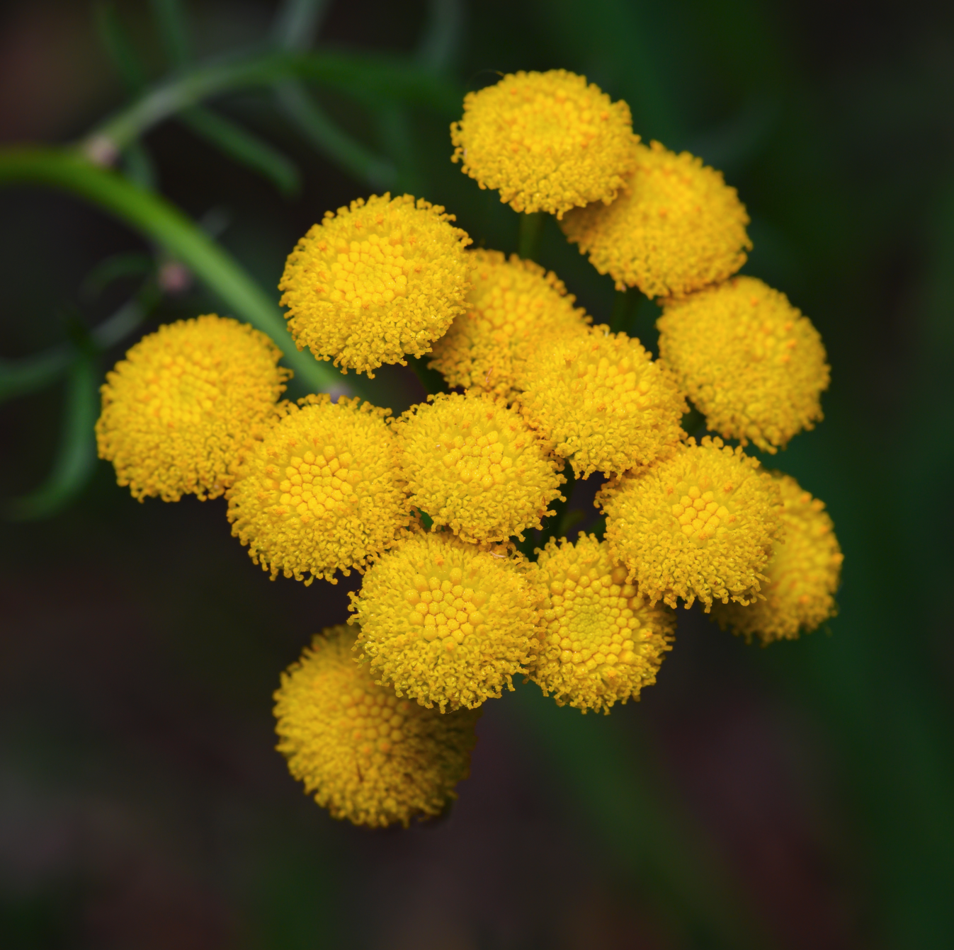 tansy2.png